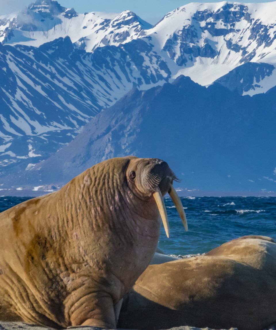 Walrus Bull - Svalbard