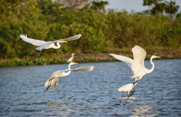 Great Egrets near Mopox - 2