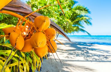Coconuts on a palm tree in the lagoon Huahine, French Polynesia.