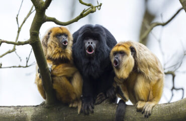Howler Monkeys 1425x950AdobeStock_250639122