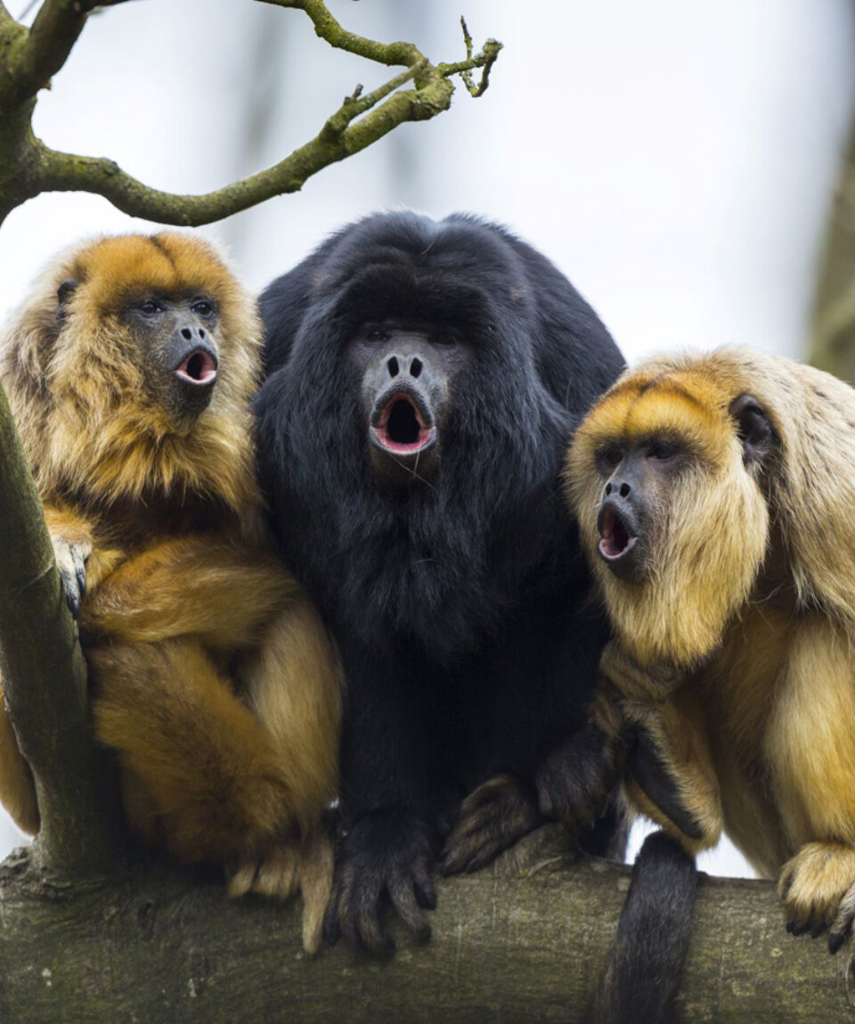 Howler Monkeys 1425x950AdobeStock_250639122