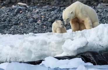 POLAR BEAR AND CUB