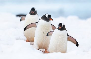 Penguins - cropped