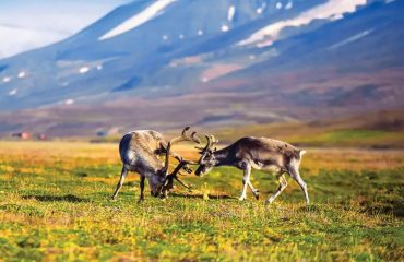 REINDEER