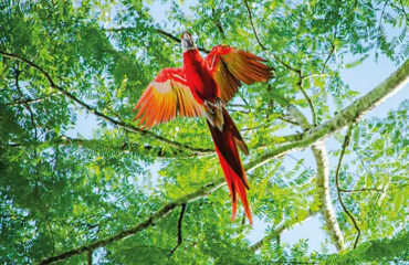 SCRLETT MACAW_edited