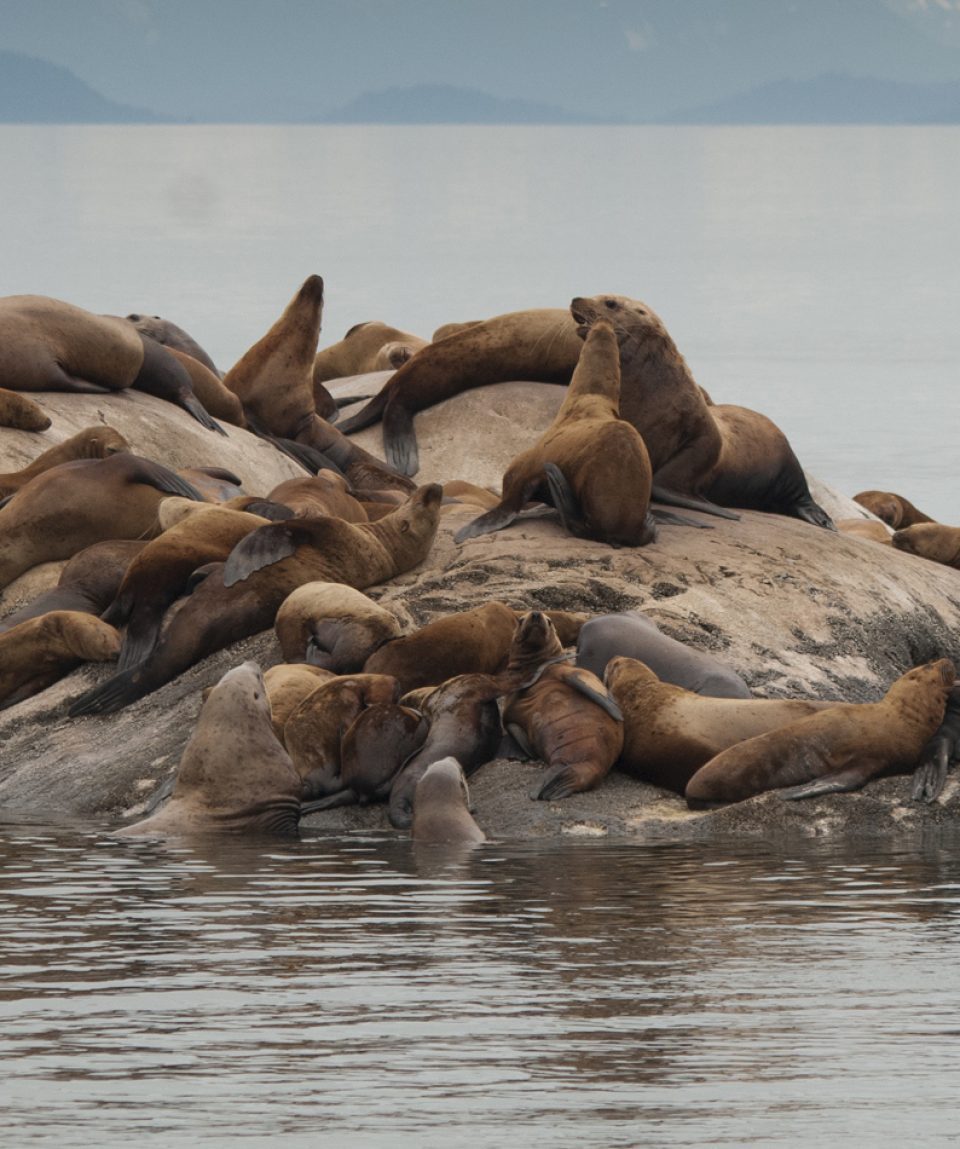 Steller Sea Lions, Glacier Bay, Alaska