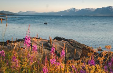Bright beautiful landscape of the seashore in Tromso Novergia, blooming summer landscape