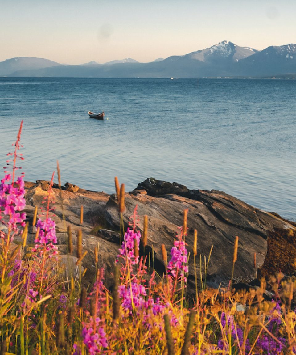 Bright beautiful landscape of the seashore in Tromso Novergia, blooming summer landscape