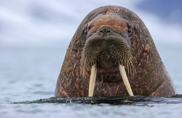 WALRUS