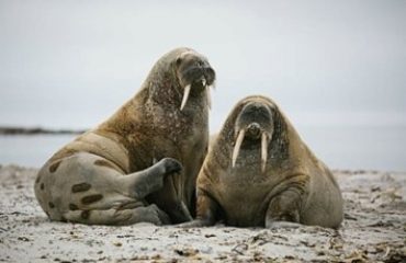 Walrus