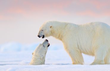 Polar bear swimming in water. Two bears playing on drifting ice
