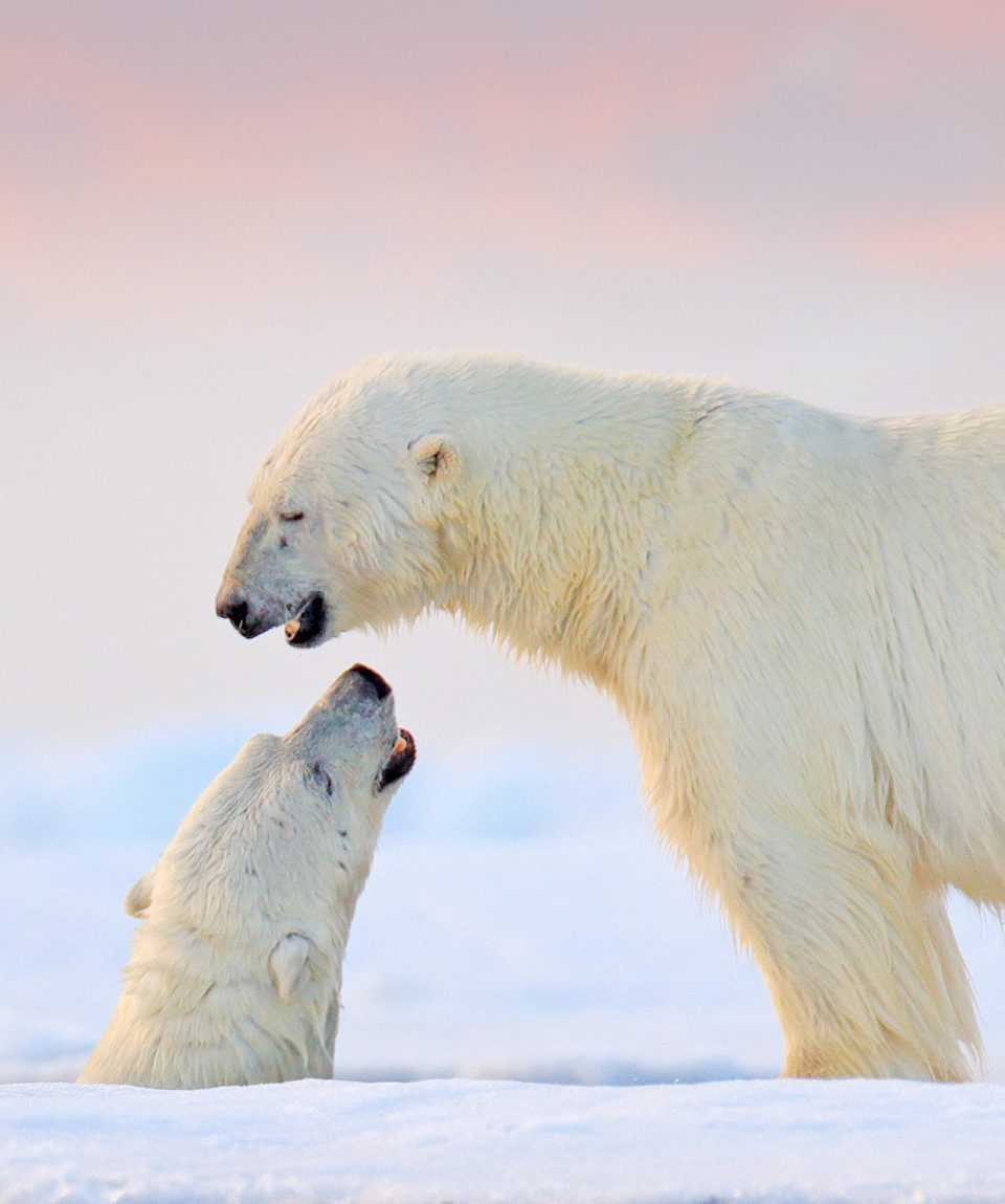 Polar bear swimming in water. Two bears playing on drifting ice