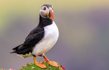 puffin