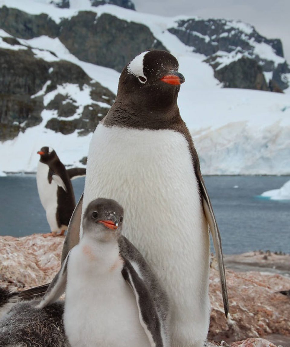 Gentoo Penguins - Cuverville