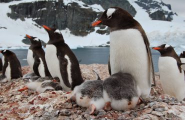 Gentoo Penguins -Cuverville1