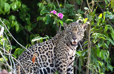 Jaguar - Pantanal, Brazil - 1425x950
