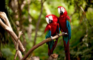 Pair of Scarlett Macaws