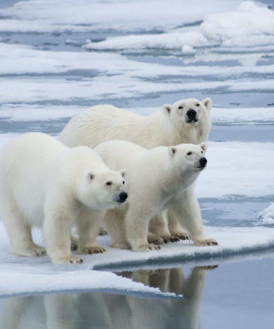 Polar bear family