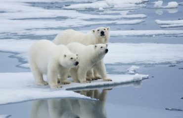 Polar bear family