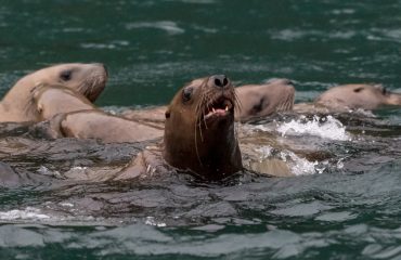 A group of Steller sea lions swimming off the coast of Alaska