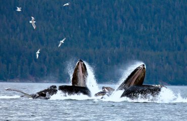 Whales lunge feeding