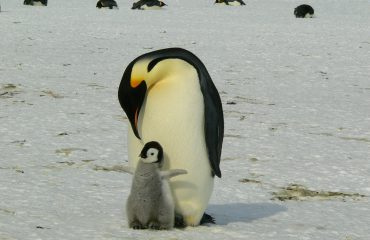 penguins-429134_1920