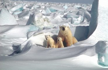 polar-bear-1509103_1280