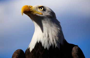 Bald eagle-dutch-harbor