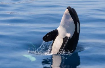 silversea-luxury-cruises-isabella-bay-orca-killer-whale