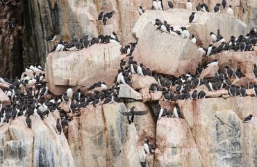 silversea-arctic-cruise-thick-billed-murres