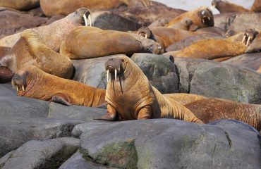silversea-arctic-cruise-walrus-on-rock