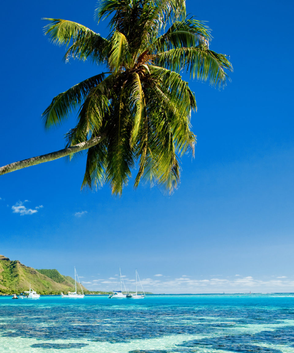 Palm tree hanging over stunning lagoon