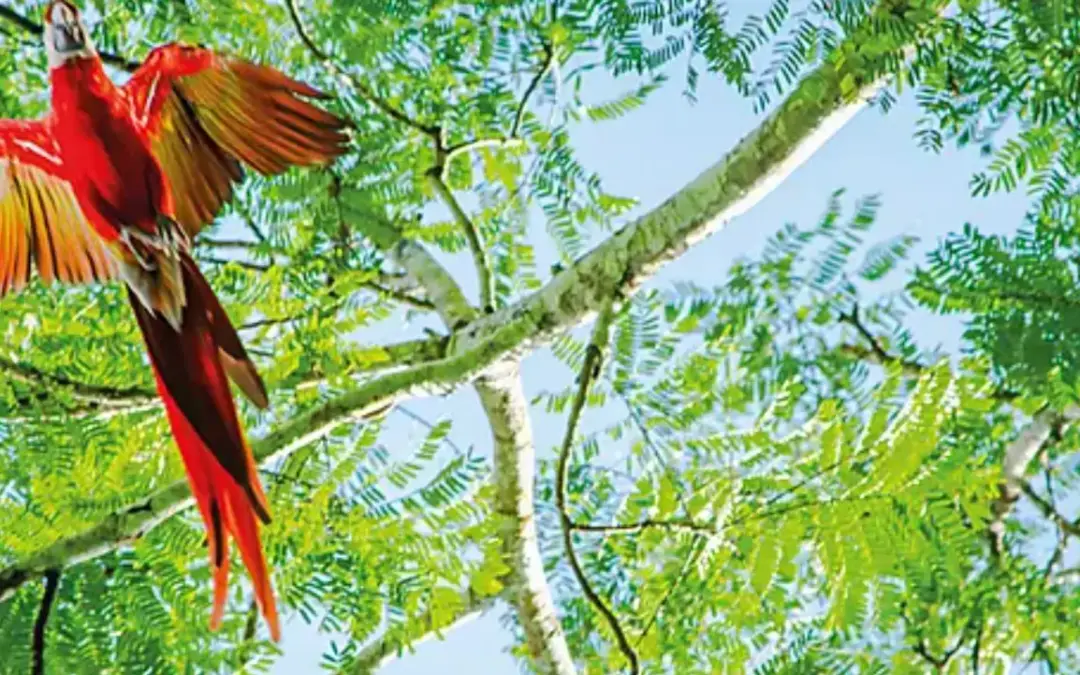 Central America Jewels & Panama Canal